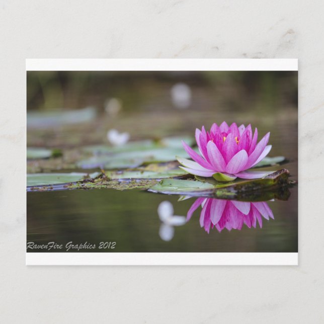 Carte Postale Lotus (Devant)