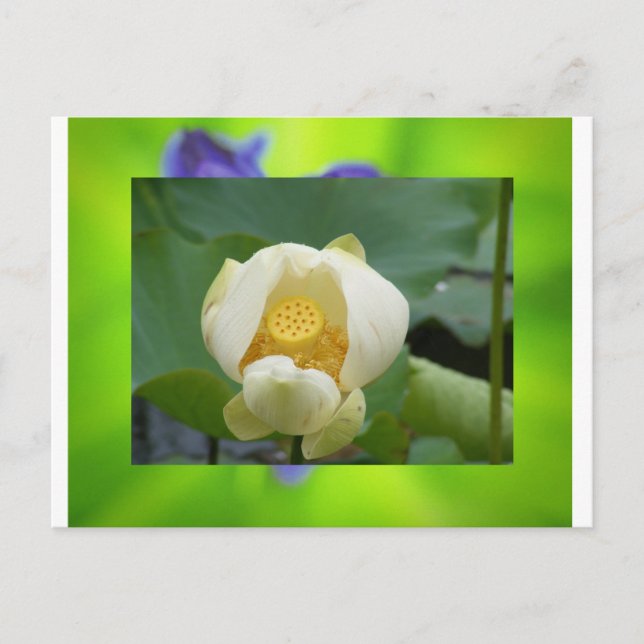 Carte Postale Lotus (Devant)