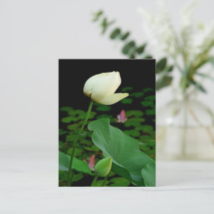 Carte Postale Lotus
