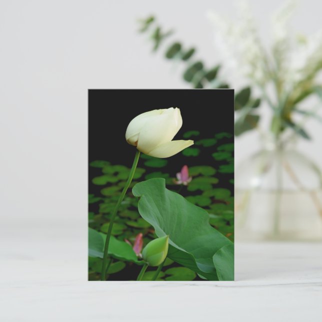 Carte Postale Lotus (Debout devant)