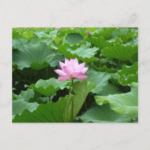 Carte postale Lotus