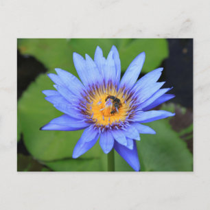 Carte Postale Lotus