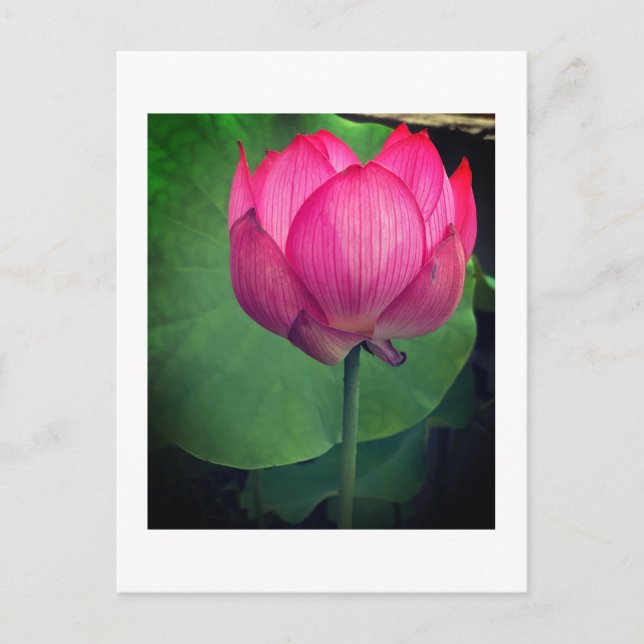 Carte Postale Lotus (Devant)