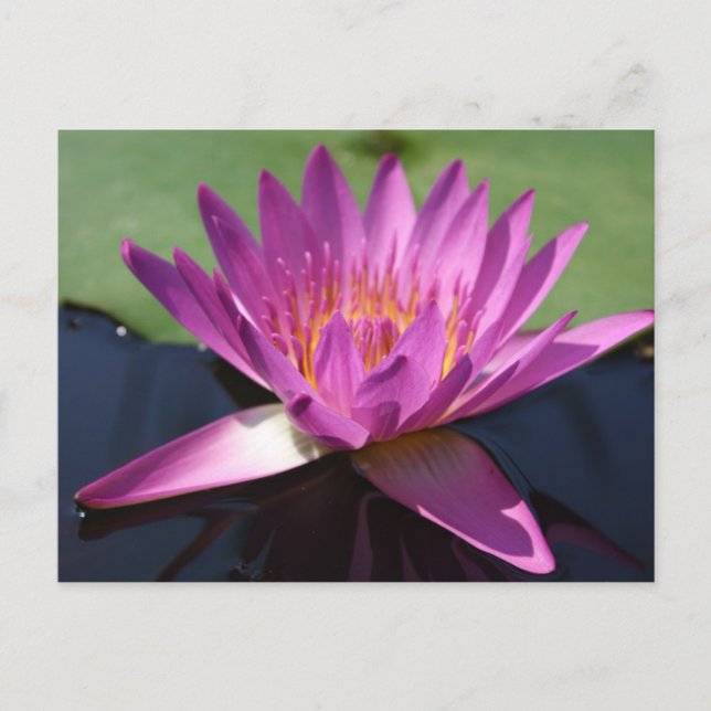 Carte postale Lotus (Devant)