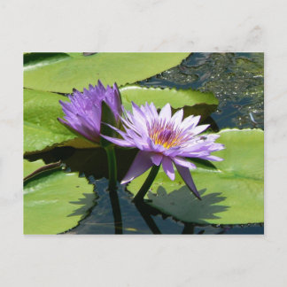 Carte Postale Lotus