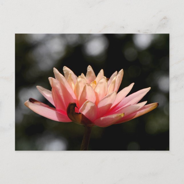 Carte Postale Lotus (Devant)