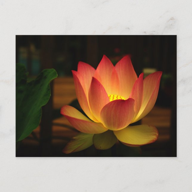 Carte Postale Lotus 1 (Devant)