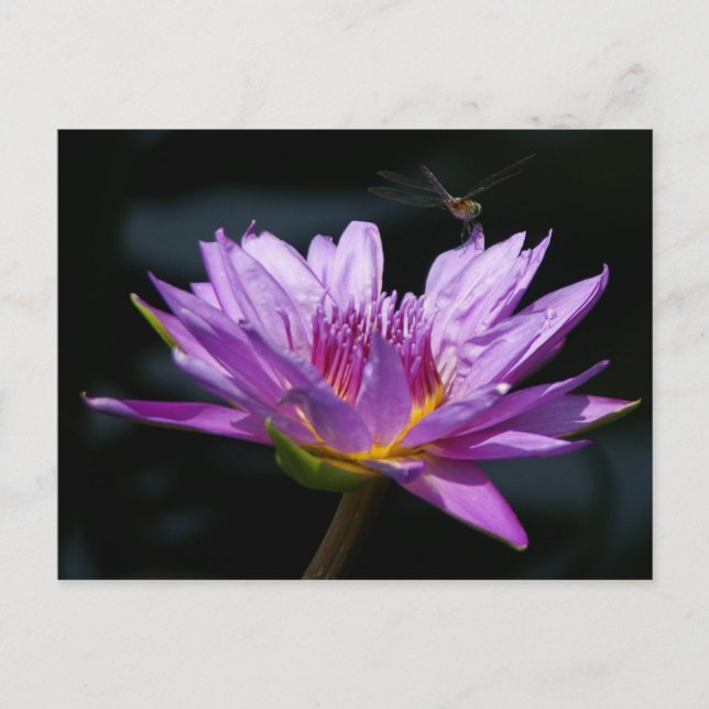 Carte Postale Lotus and Dragonfly (Devant)