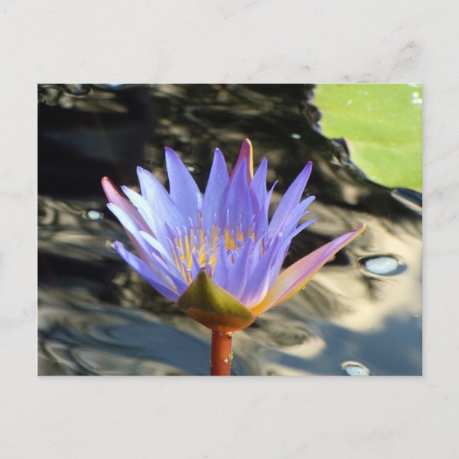 Carte Postale Lotus bleu (Devant)
