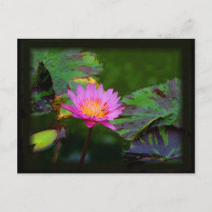 Carte Postale Lotus Bloom