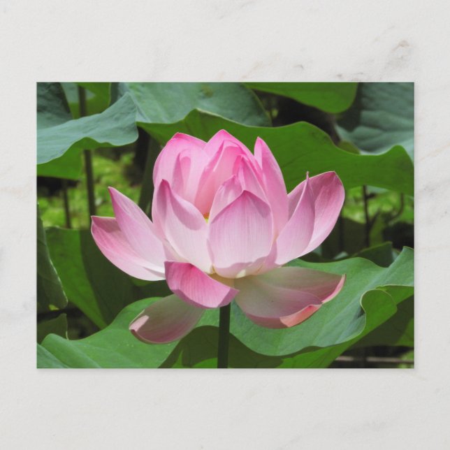 Carte Postale Lotus Bloom rose (Devant)