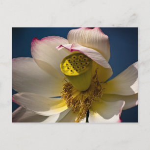 Carte postale Lotus Blossom