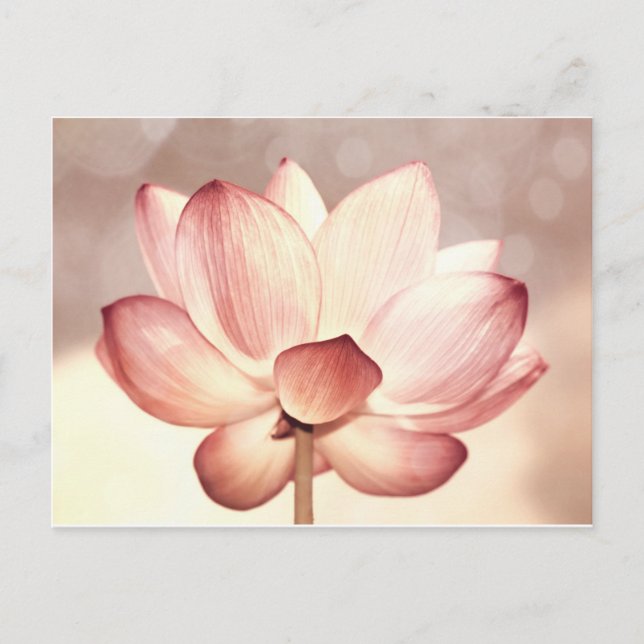 Carte Postale Lotus Blossom Rose (Devant)