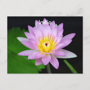 Carte Postale Lotus en Inde