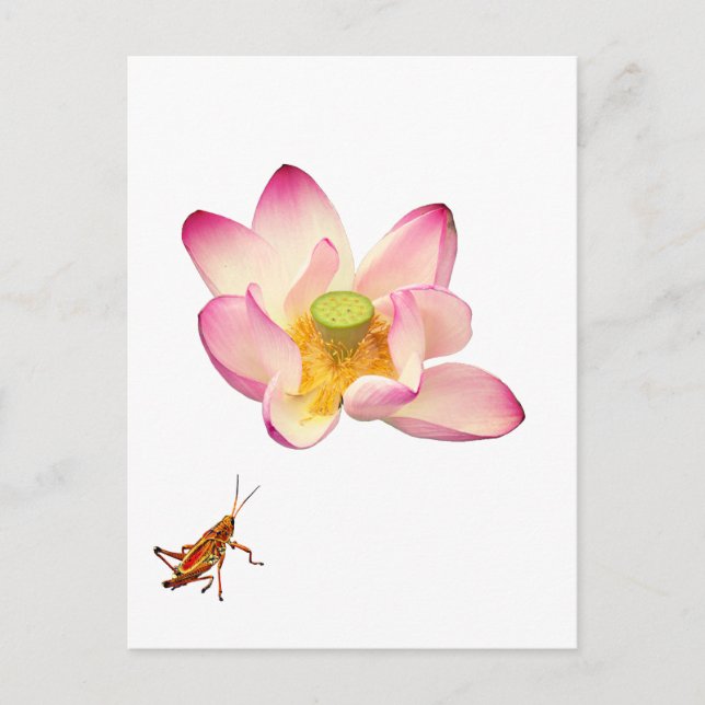 Carte Postale Lotus et Grasshopper (Devant)