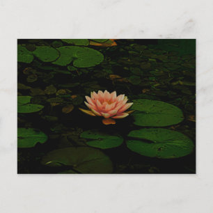 Carte Postale Lotus Fleur Orange Vert foncé Étang Floral Zen