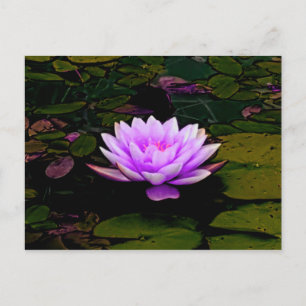 Carte Postale Lotus Fleur Rose Vert Floral Pond Zen