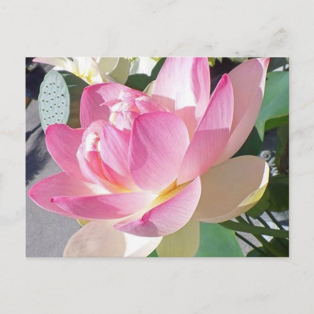 Carte postale Lotus Flower (Devant)