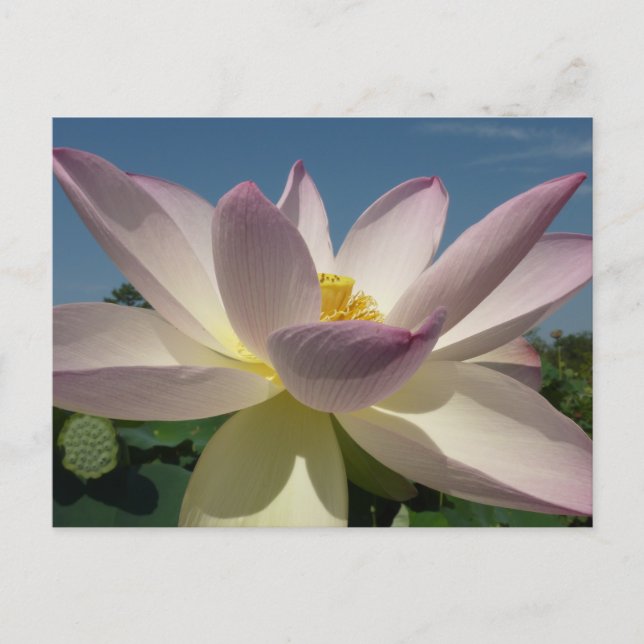 Carte Postale Lotus Flower et Blue Sky I (Devant)