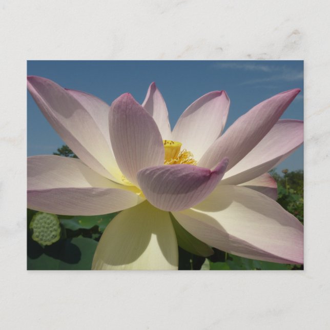 Carte Postale Lotus Flower et Blue Sky I (Devant)