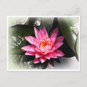 Carte Postale Lotus Flower, réflexion sur l'eau / nature Asie