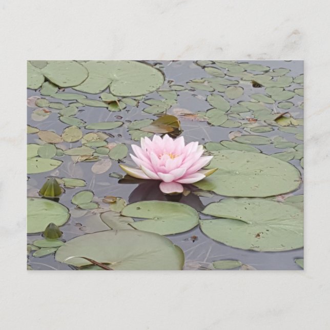 Carte Postale Lotus Flower Rose rose rose rose floral Pond Zen (Devant)