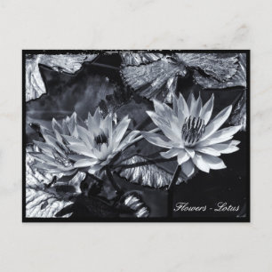 Carte Postale Lotus Flowers, Jardin Floral / Asie