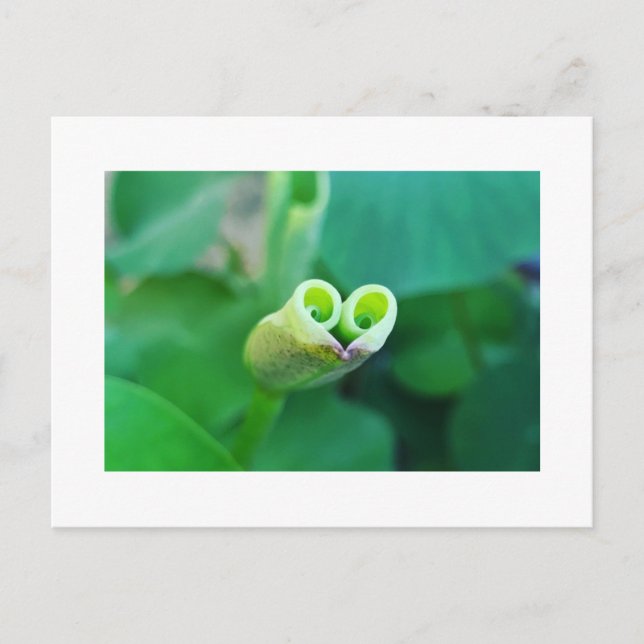 Carte Postale Lotus Heart ポストカード (Devant)