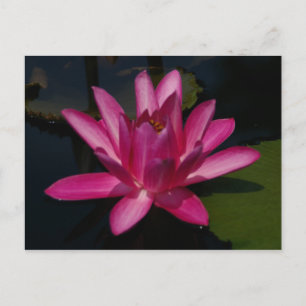 Carte Postale Lotus Nénuphar Magenta Rose
