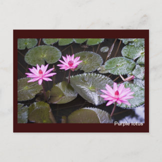 Carte Postale Lotus pourpre