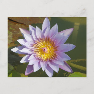Carte Postale Lotus pourpre/Lily d'eau