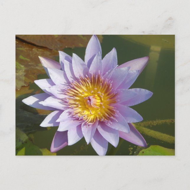 Carte Postale Lotus pourpre/Lily d'eau (Devant)