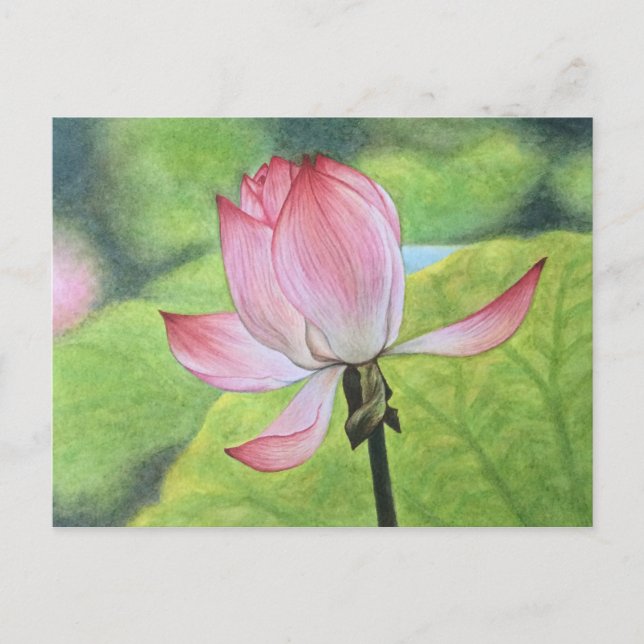Carte Postale Lotus rose (Devant)
