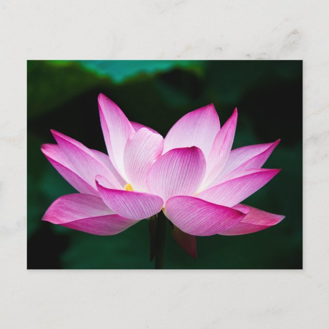 Carte Postale Lotus rose (Devant)