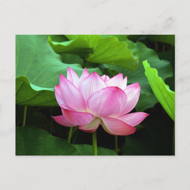 Carte Postale Lotus sacré : Japon (Devant)
