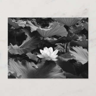 Carte Postale Lotus sacré : Japon