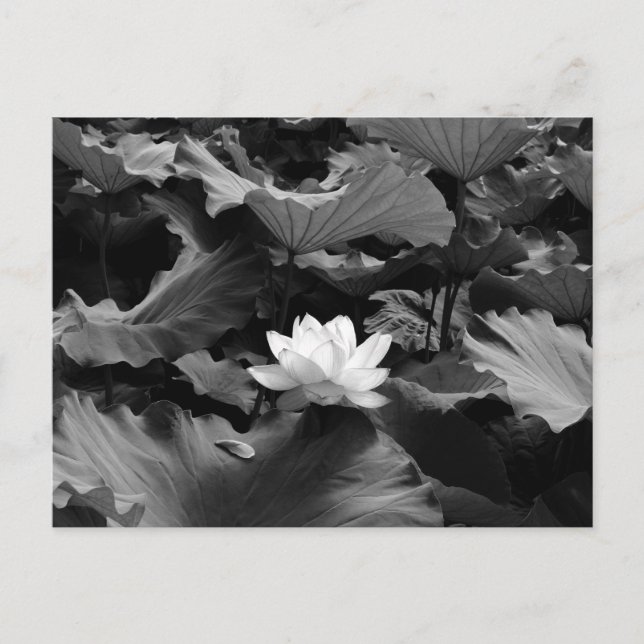 Carte Postale Lotus sacré : Japon (Devant)