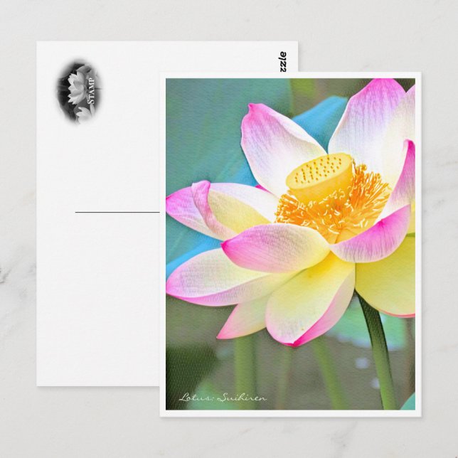 Carte Postale Lotus "Suihiren" (Devant / Derrière)