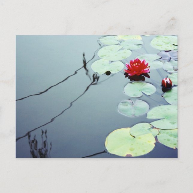 Carte Postale Lotus sur l'eau (Devant)