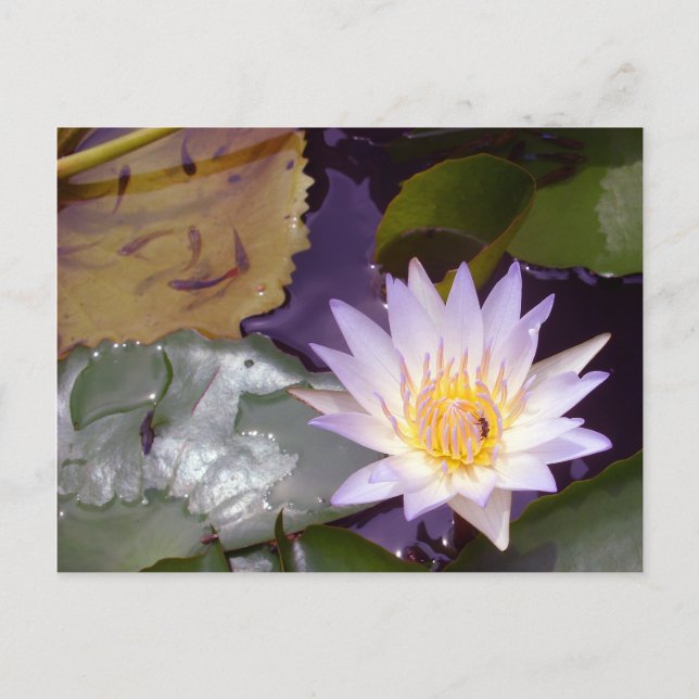 Carte Postale Lotus thaïlandais, abeilles et poissons (Devant)