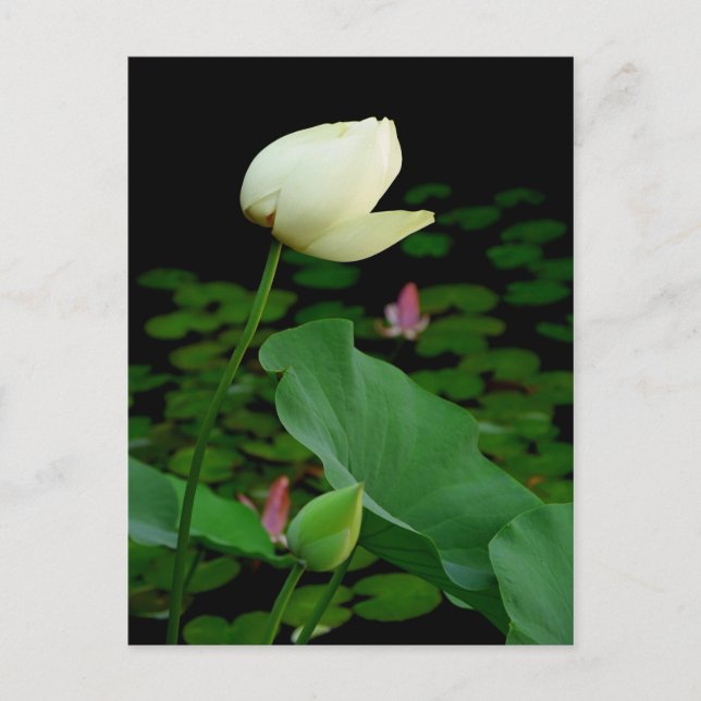 Carte Postale Lotus Water Lily Bud (Devant)