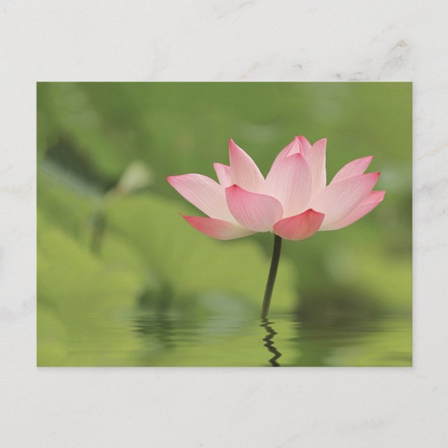 Carte Postale Lotus Zen (Devant)