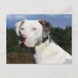 Carte Postale louisiana catahoula leopard