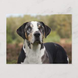 Carte Postale louisiana catahoula leopard