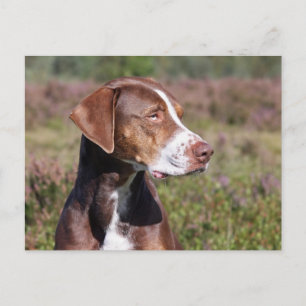 Carte Postale louisiana catahoula leopard