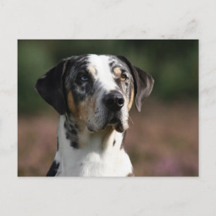 Carte Postale louisiana catahoula leopard