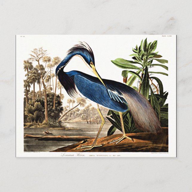Carte Postale Louisiana Heron (Devant)