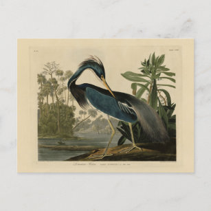 Carte Postale Louisiana Heron - de Audubon's Birds of America