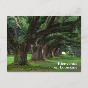 CARTE POSTALE LOUISIANA LIVE OAK TREBES