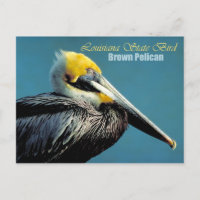 Louisiana State Bird - Pélican Brown